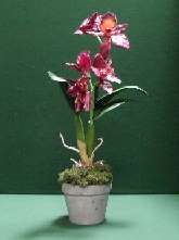 OR02 Purple Cattleya Orchid in pot.