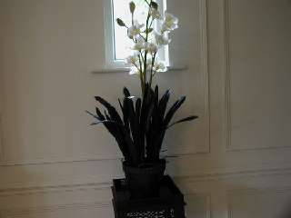OR01 Cymbidium Orchids in Pot.