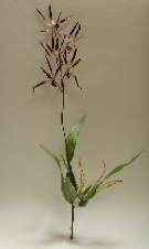 OR11 Chocolate Spider Orchid Stem.