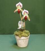 OR06 Slipper Orchid in Planter.