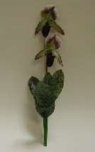 OR12 Slipper Orchid Stem.