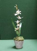 OR07 Lady Slipper Orchid in Planter.