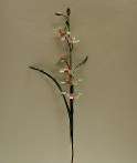 OR13 Lady Slipper Orchid Stem.